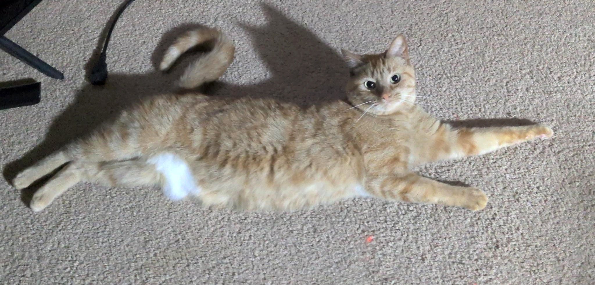 Ellie, orange tabby candidate for Mayor of Clabber Creek Trail